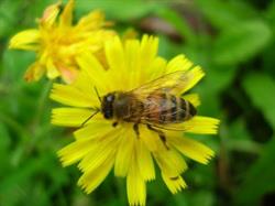 Apicoltura Susanna De Rose