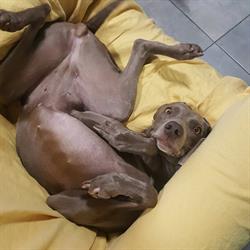Coccole pet