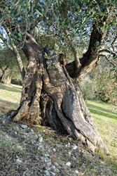 Agriturismo Acquaviva Todi