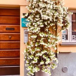 B&B Annabella