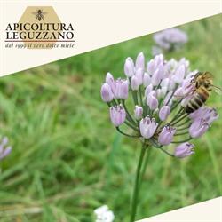 APICOLTURA LEGUZZANO DI FILIPPI ANTONELLA