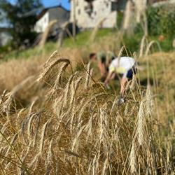 AZIENDA AGRICOLA TERRE AROMATICHE DI NANI STEFANO