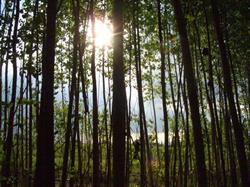 Selva dei Pioppi - Oasi Naturale