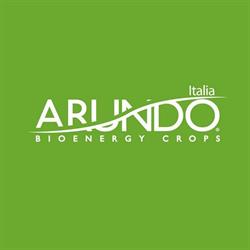 Arundo
