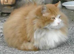 Associazione Gattofila Segratese Onlus