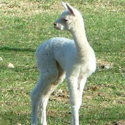 La Riva degli Alpaca Cin IT012052C15LQWMI6U
