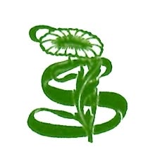 SERENA SOCIETA' COOPERATIVA SOCIALE ONLUS