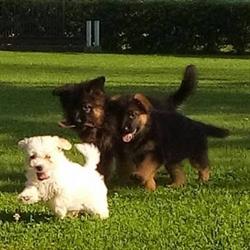 Tre Basiliche