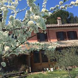 Casale Hortensiae