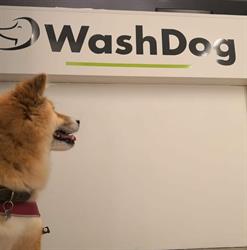 Wash Dog Pesaro