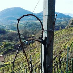 Riva dei Tor Societa' Agricola