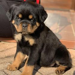 Allevamento Rottweiler Dell'Iride Nera