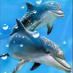 Pescheria Il Delfino di Riccobene Salvatore