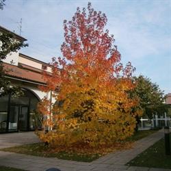 R.S.D. La Parolina