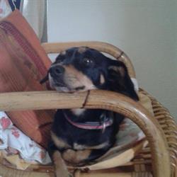 Cuccioli di Ambra