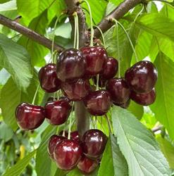 L'Eden Frutta e Verdura