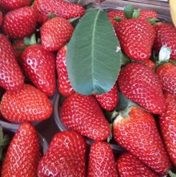 La Casetta dell'Ortofrutta