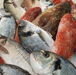 Pescheria Sant'Oronzo