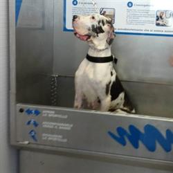 Wash Dog