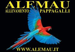 Allevamento di Pappagalli Alemau