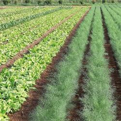 Azienda Agricola Mazzi Silvia