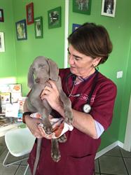 Ambulatorio Veterinario (Dr.ssa Gabriella Ferrari)