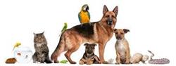 Dr. Claudio Gagliardi Ambulatorio Veterinario