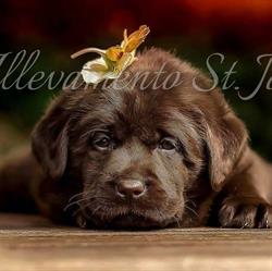 Allevamento St. John Labrador Retriever