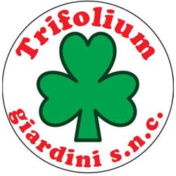 Trifolium Giardini
