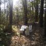Table in the wood