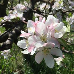 Agriturismo 'Il Melo' di Francesca Chinca