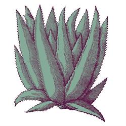 AGAVE eventsolution