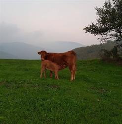 Azienda agricola Mochi