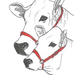 La Chianina Spaccio Carni