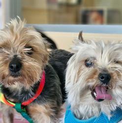 Ambulatorio veterinario dott.ssa Cammarota Donatella