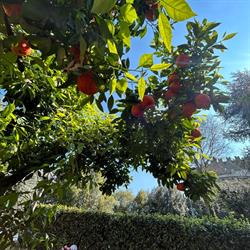 Il Giardino Di Giulia E Fratelli