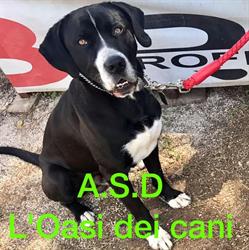 L'oasi dei cani