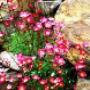 giardino roccioso