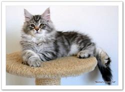 Gatti Siberiani