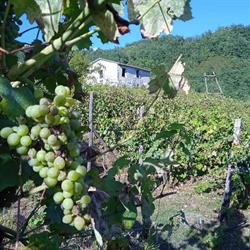 Azienda Agricola Chiappara Fabio