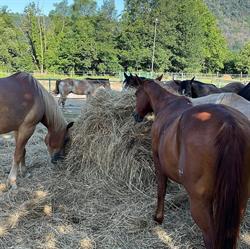 Asd Star's Ranch