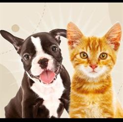 PET SHOP Torre del Greco
