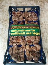 Funghi San Giorgio