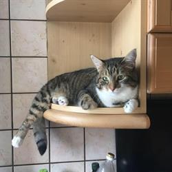 Ambulatorio Veterinario Dott.ssa Martina Facchin