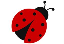 B&B La Coccinella