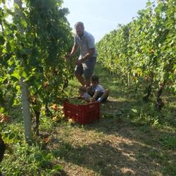 Langa Wine Tour