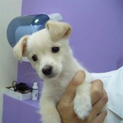Ambulatorio Veterinario Barone Rossi