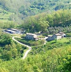 Le Chianine dei Tognoli