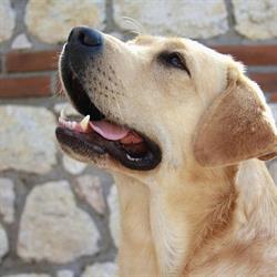 Allevamento Labrador Retriever "Tesori dei Berici"