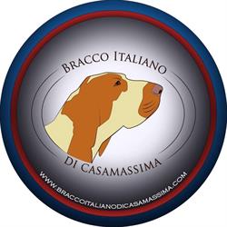 Bracco Italiano di Casamassima